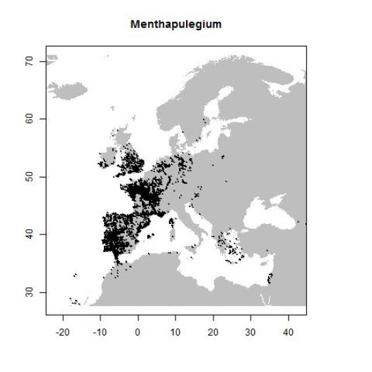 Mentha pulegium L.